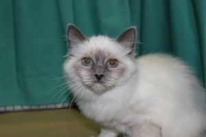Wiltshire & District Cat Club Show 2009 Pictures by Paul Marshall